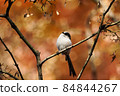 Autumn leaves and energa 84844267
