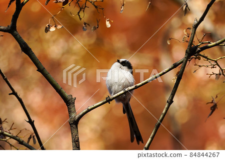 Autumn leaves and energa Autumn leaves and energa 84844267