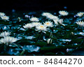Fantastic water lily flower 84844270
