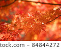 Colored leaves of maple 84844272
