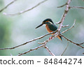 Kingfishes that stop on branches 84844274