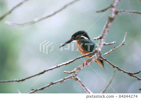 Kingfishes that stop on branches Kingfishes that stop on branches 84844274