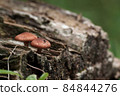 Small mushrooms 84844276