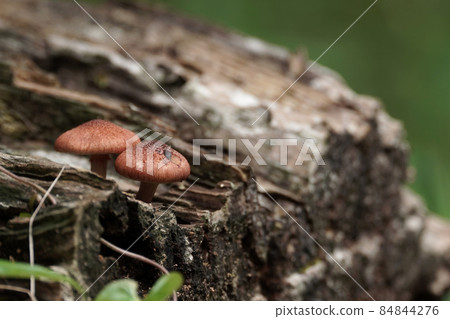 Small mushrooms Small mushrooms 84844276