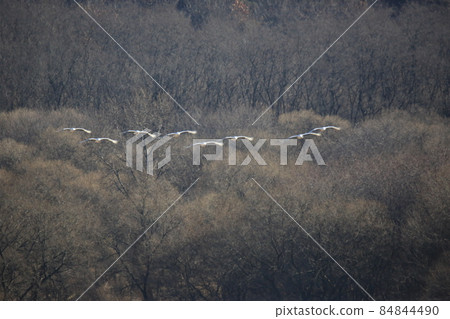 Cheorwon-gun. Gangwon-do. Cheorwon Crane Village. Red-crowned Crane Cheorwon-gun. Gangwon-do. Cheorwon Crane Village. Red-crowned Crane 84844490
