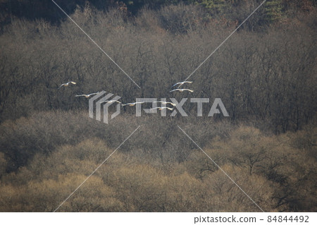 Cheorwon-gun. Gangwon-do. Cheorwon Crane Village. Red-crowned Crane Cheorwon-gun. Gangwon-do. Cheorwon Crane Village. Red-crowned Crane 84844492