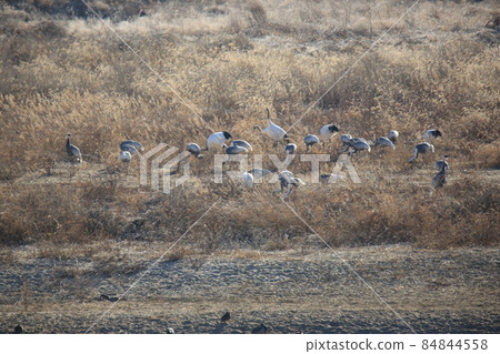 江原道鐵原郡鐵原鶴村丹頂鶴 84844558