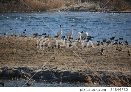 Gangwon-do. Cheorwon Crane Village. Red-crowned Crane Gangwon-do. Cheorwon Crane Village. Red-crowned Crane 84844780