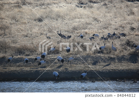 Gangwon-do. Cheorwon Crane Village. Red-crowned Crane Gangwon-do. Cheorwon Crane Village. Red-crowned Crane 84844812