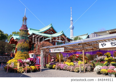 Kameido Tenjin Chrysanthemum Festival Sky Tree 2021 3-6-1 Kameido, Koto-ku, Tokyo 84844911