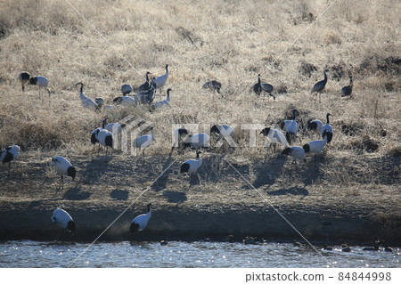 Gangwon-do. Cheorwon Crane Village. Red-crowned Crane. Birdwatching 84844998