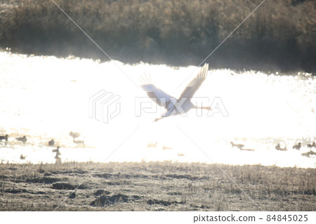 江原道、鐵原鶴村、丹頂鶴、觀鳥 84845025