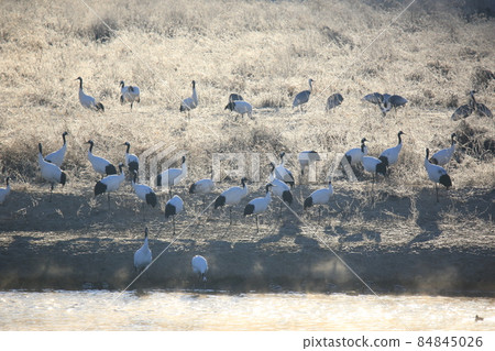 江原道、鐵原鶴村、丹頂鶴、觀鳥 江原道、鐵原鶴村、丹頂鶴、觀鳥 84845026