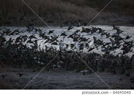 Gangwon-do. Cheorwon Crane Village. Red-crowned Crane. Birdwatching 84845040