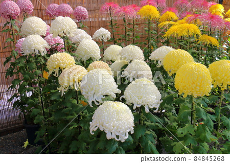 Kameido Tenjin Chrysanthemum Festival 2021 3-6-1 Kameido, Koto-ku, Tokyo Kameido Tenjin Chrysanthemum Festival 2021 3-6-1 Kameido, Koto-ku, Tokyo 84845268