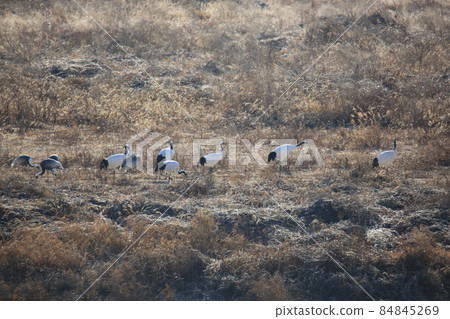 Gangwon-do. Cheorwon Crane Village. Red-crowned Crane. Birdwatching 84845269
