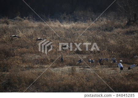 Gangwon-do. Cheorwon Crane Village. Red-crowned Crane. Birdwatching Gangwon-do. Cheorwon Crane Village. Red-crowned Crane. Birdwatching 84845285