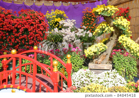 Kameido Tenjin Chrysanthemum Festival 2021 3-6-1 Kameido, Koto-ku, Tokyo 84845418