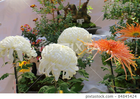 Kameido Tenjin Chrysanthemum Festival 2021 3-6-1 Kameido, Koto-ku, Tokyo Kameido Tenjin Chrysanthemum Festival 2021 3-6-1 Kameido, Koto-ku, Tokyo 84845424