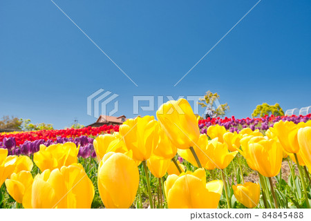【大阪】April, Harvest Hill, Harvest Hill 84845488