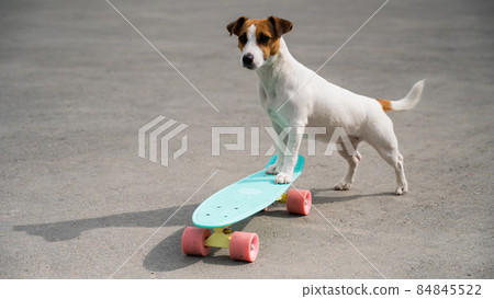 Jack russell terrier dog rides a penny board outdoors Jack russell terrier dog rides a penny board outdoors 84845522