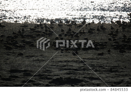 Gangwon-do. Cheorwon Crane Village. Red-crowned Crane. Birdwatching 84845533