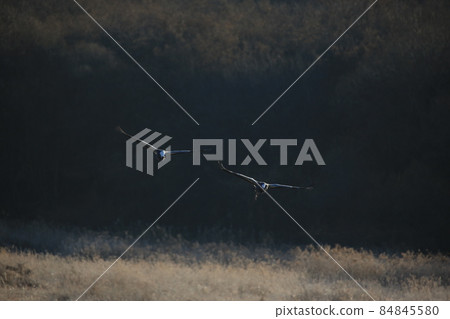 Gangwon-do. Cheorwon Crane Village. Red-crowned Crane. Birdwatching 84845580