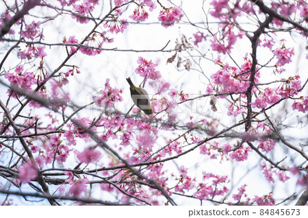 在河津櫻花樹上跳躍的白眼 84845673