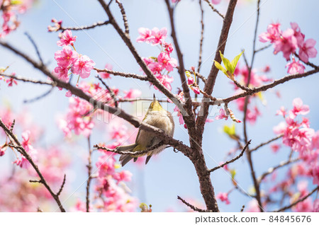 White-eye jumping on the Kawazu cherry tree 84845676
