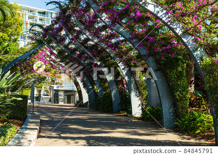 澳大利亞布里斯班南岸公園的喬木步道 84845791