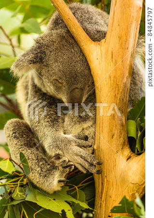 澳大利亞布里斯班孤松考拉保護區的考拉 84845797