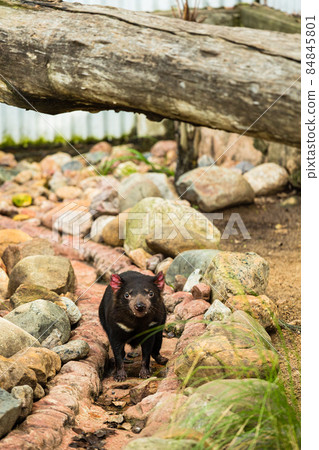 Tasmanian devil in Lone Pine Koala Sanctuary, Brisbane, Australia 84845801
