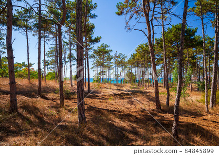 Coniferous forest landsacpe, Black sea coast 84845899