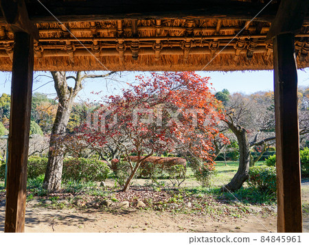 Sericulture farmer from the Edo period Former Nagai Residence, Yakushiike Park in autumn colors (Machida City, Tokyo) 84845961