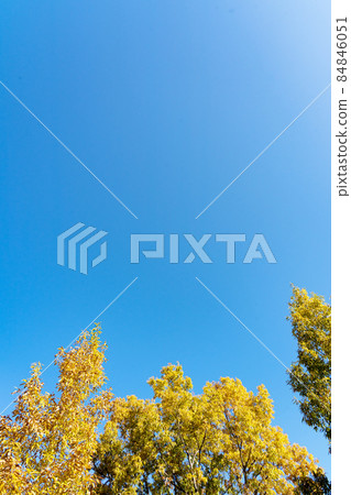初冬時變黃的硬木和深藍天中的複制空間 84846051