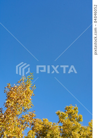 初冬時變黃的硬木和深藍天中的複制空間 初冬時變黃的硬木和深藍天中的複制空間 84846052