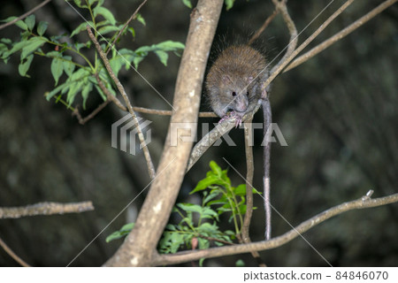 Gerbil 84846070