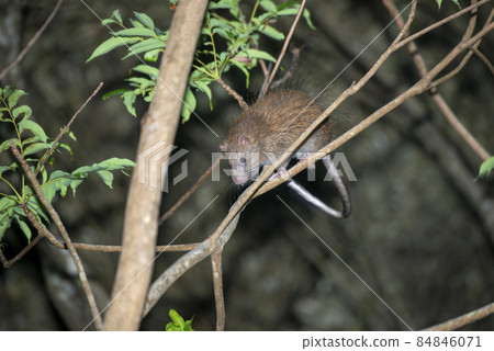 Gerbil Gerbil 84846071