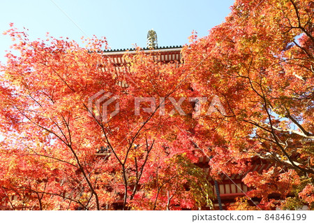 Autumn leaves Naritasan Shinshoji Temple Peace Pagoda, Tamachi, Narita City, Chiba Prefecture 84846199