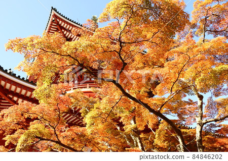 Autumn leaves Naritasan Shinshoji Temple Peace Pagoda, Tamachi, Narita City, Chiba Prefecture 84846202
