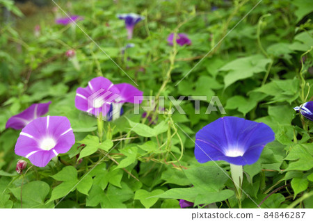 Summer flower morning glory Summer flower morning glory 84846287