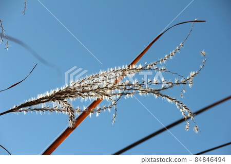 Glittering mysterious pampas grass 84846494