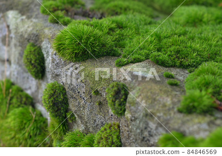 Green moss on stone Green moss on stone 84846569