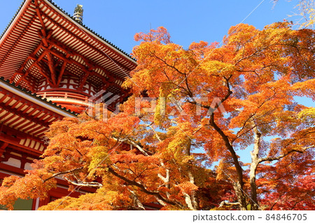 Autumn leaves Naritasan Shinshoji Temple Peace Pagoda, Narita City, Chiba Prefecture 84846705