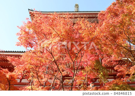 Autumn leaves Naritasan Shinshoji Temple Peace Pagoda, Narita City, Chiba Prefecture 84846815
