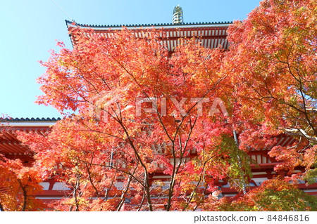 Autumn leaves Naritasan Shinshoji Temple Peace Pagoda, Narita City, Chiba Prefecture 84846816
