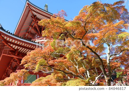 Autumn leaves Naritasan Shinshoji Temple Peace Pagoda, Narita City, Chiba Prefecture 84846817