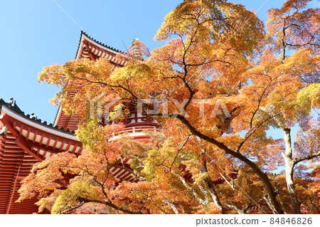 Autumn leaves Naritasan Shinshoji Temple Peace Pagoda, Narita City, Chiba Prefecture 84846826