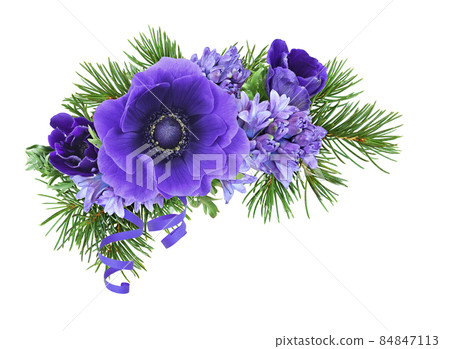 Blue and purple anemones, hyacinths and twigs of Christmas tree in a corner festive arrangement isolated on white background Blue and purple anemones, hyacinths and twigs of Christmas tree in a corner festive arrangement isolated on white background 84847113