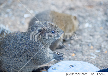 Thai one squirrel waiting squirrel 84847262